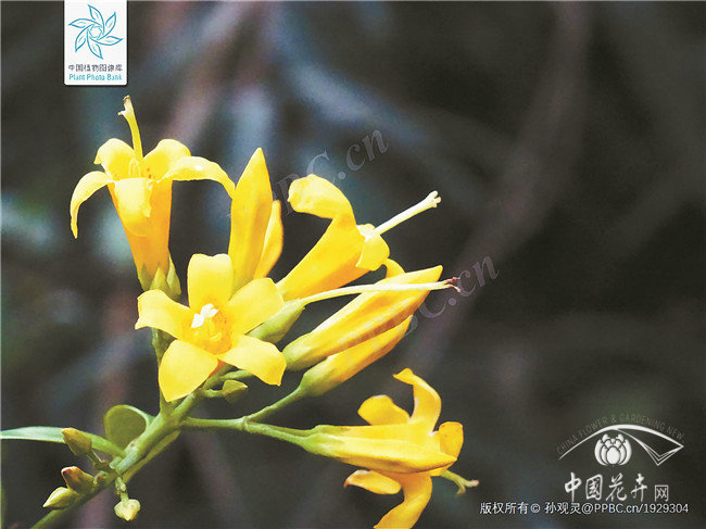 斷腸草家族成員大起底———從毒王之王到綠化小清新