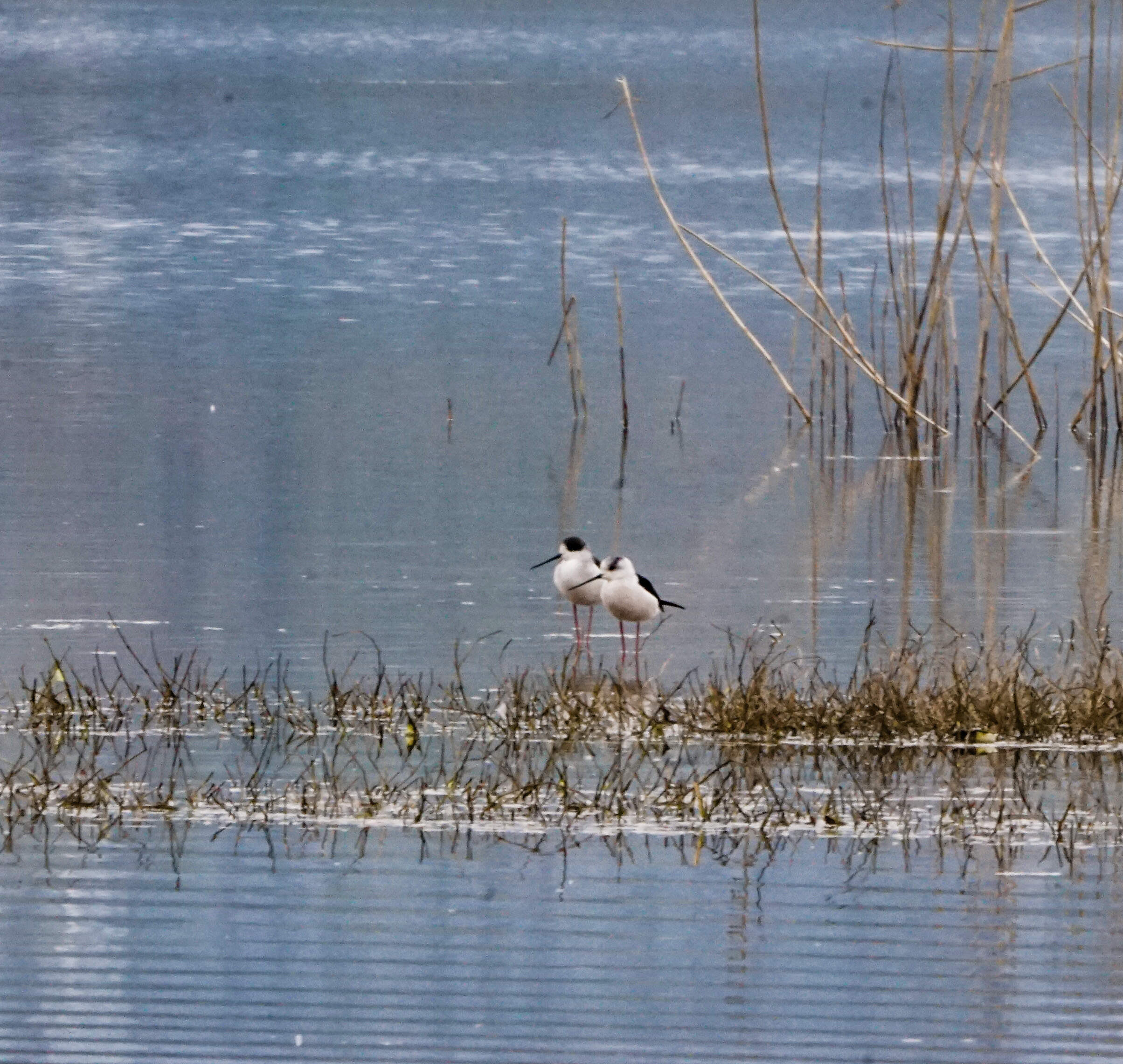 DSC02807-p.jpg