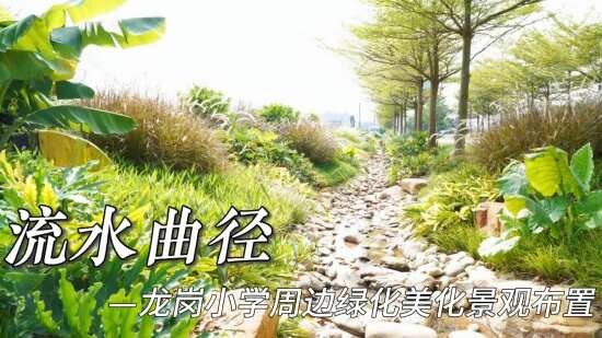 龍崗小學(xué)周邊綠化美化景觀布置